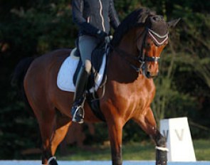Stephanie Brieussel schooling Amorak at the 2016 CDI Hagen :: Photo © Astrid Appels