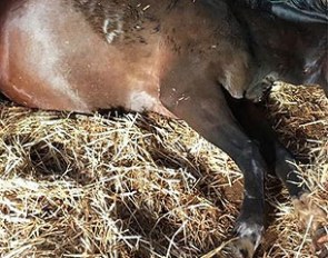 Coby van Baalen's mutilated broodmare