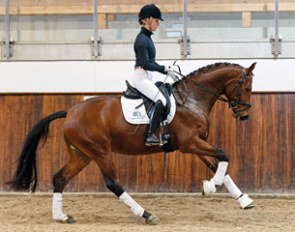 Crimetime GT (by Chambretto x Placido Son) :: Photo © Gestut Tannenhof