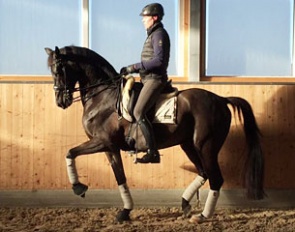 Henri Ruoste and the 2012 KWPN licensing champion Etoine (by Vivaldi x Balzflug)
