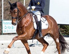 Liselot Dupont and Expression at the 2016 CDI Nieuw en St. Joosland :: Photo © Digishots
