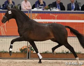 Igor, champion of the 2016 KWPN Stallion Licensing :: Photo © LL-foto