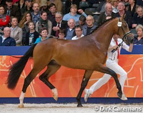 Incredible (by Charmeur x Gribaldi x Clavecimbel) at the 2016 KWPN Stallion Licensing :: Photo © Dirk Caremans