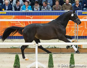 Ironman H at the 2016 KWPN Stallion Licensing in 's Hertogenbosch :: Photo © Dirk Caremans