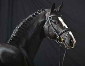 Haras de Malleret's Danciano