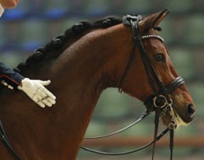 Stephanie Brieussel patting Amorak