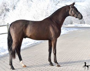 Frascino (by Furst Wilhelm x Don Frederico x Wolkenstein II), new addition to the stallion roster at Dressage Performance Centre Lodbergen :: Photo © Tanja Becker