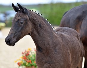 For Romance I x Sao Paulo foal :: Photo © Tanja Becker