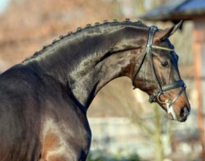 Sensation (by Sir Heinrich OLD x Casparino) :: Photo © Tanja Becker