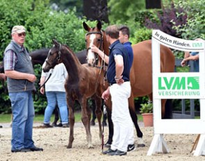 Breeder Dieter Schmidt with his mare and foal, ready to enter the arena for the 2016 Lodbergen Foal Championship :: Photo © Tanja Becker