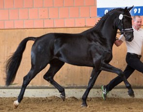 Don Sevillano (by Don Schufro x Sevillano xx) :: Photo courtesy Lodbergen