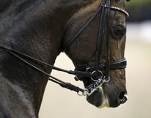 Arlando (by Paddox x Mytens xx)