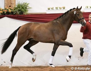 The Zack x Solos Carex premium stallion that became the price highlight at the 2016 South German Stallion Licensing :: Photo © LL-foto