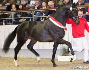 Bretton Woods x Furst Piccolo