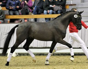 Frascino (by Furst Wilhelm x Don Frederico) :: Photo © Sabine Wegener