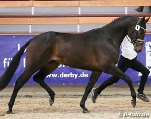 Kros at the 2016 Trakehner Spring Stallion Licensing in Munster :: Photo © LL-foto