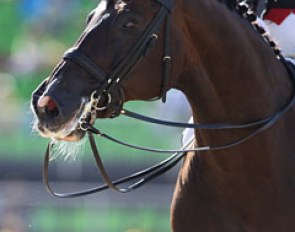 Donnperignon (by Donnerhall x Mozart)