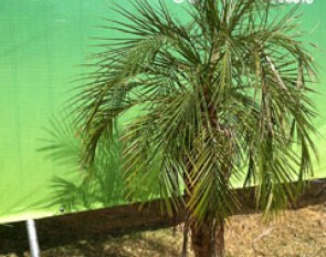 Love this cute little palm tree :: Photo © Astrid Appels