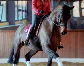 Anabel Balkenhol training Crystal Friendship at home in Rosendahl :: Photo © Barbara Schnell