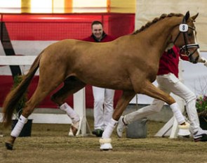 Broadmoar's Don Alfredo (by Destano x His Highness) at the 2016 Austrian Warmblood Stallion Licensing :: Photo © Hans Kraus