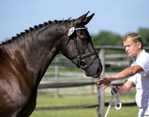 Outstanding young horses can be seen on the annual KWPN-NA keuring tour. Photo of Intriguing ISF (by UB40 x Contango) :: Photo courtesy Iron Spring Farm