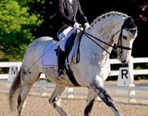 Jenna Upchurch on her Danish warmblood gelding Greystoke (by Rosentanz x Michelangelo)