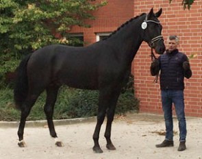 The Floriscount x Johnson accepted for the 2016 Oldenburg Stallion Licensing