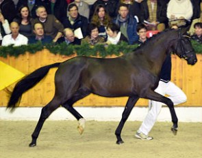Frascino at the Lodbergen Stallion Show in Vechta on 21 February 2016 :: Photo © Tanja Becker