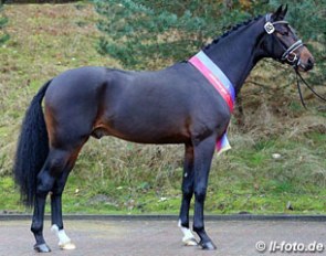 Fürst Fabrice (by Furstenball x Sandro Hit), the Champion of the 2016 Oldenburg Stallion Licensing :: Photo © LL-foto