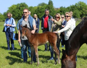 Learn from the best during the 4-year Breeder Course as part of the Oldenburg Summer Meeting