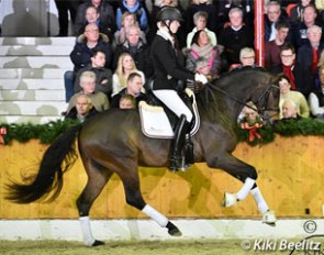 For Dance (by For Romance x Rubiloh) at the 2016 Gerd Sosath Stallion Show in Vechta :: Photo © Kiki Beelitz