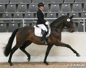Furst William HC (by Furst Wilhelm x Lord Sinclair) :: Photo © LL-foto