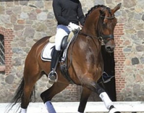 Spanish Severo Jurado Lopez on Fiontini at the Danish WCYH observation trial in Vilhelmsborg :: Photo © Ridehesten