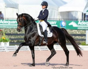 Allison Brock and Rosevelt at the 2016 CDI Wellington :: Photo © Sue Stickle