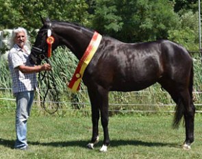 Wansara (by Bailamos Biolley x Weltenau)