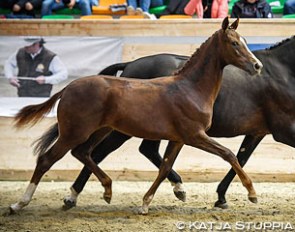 Sol Easy Women wins the filly division at the 2017 Swiss Warmblood Foal Championships :: Photo © Katja Stuppia