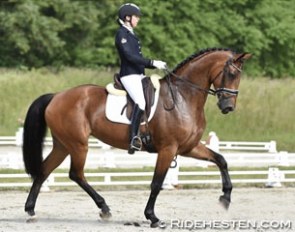 Simone Pearce and Casablanca at the 2017 CDN Billund, their first show together. The Hanoverian was previously competed by Emma Ahlberg :: Photo © Ridehesten