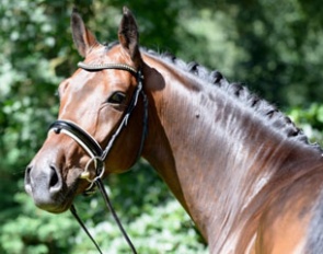 Elisabeth Tepper's Quinto to be competed in Ermelo by Nick van Laer
