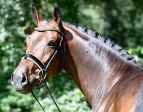 Elisabeth Tepper's Quinto to be competed in Ermelo by Nick van Laer