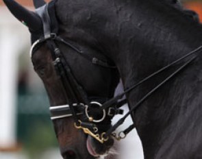 Aqiedo certainly showed highlights in several movements, such as the pirouettes and tempi changes, but the piaffe was still incorrect (right hind out) and the contact with the bridle far from ideal with the tongue showing on the left
