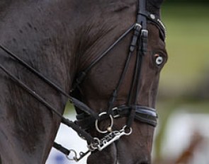 Lusitano Ultrableu de Massa