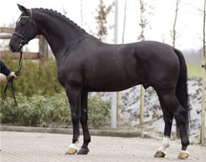 Negro, Van Olst's preferent sire and the 2016 KWPN Stallion of the Year