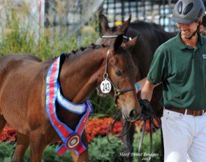 Michael Bragdell with the 2017 Devon Breed Show Foal Champion Louisville HTF :: Photo © Hoof Print Images