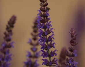 Beautiful purple flower decorations everywhere at the show grounds and in Gothenburg city