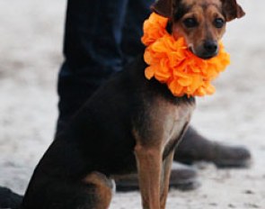 Dutch dog