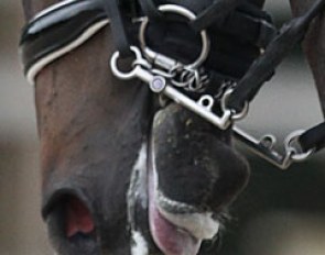 Tongue dropping out of the mouth in front to evade bit pressure