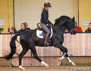 For Ferrero (by For Romance x Don Crusador), winner of the 2017 KWPN Autumn Stallion Performance Test :: Photo © Digishots