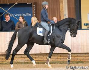 Jaqiedo at the 2017 KWPN Autumn Stallion Performance Testing in Ermelo :: Photo © Digishots