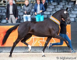 Jatilinda (by All At Once x Negro), KWPN Mare Champion 2017 :: Photo © Digishots