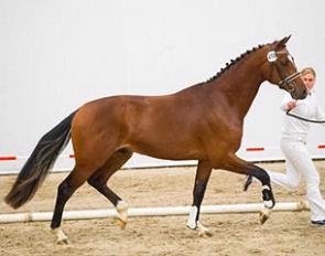 Kairouan (by Electron x Metall x Let's Go) at the preselection for the 2018 KWPN Stallion Licensing :: Photo © Digishots
